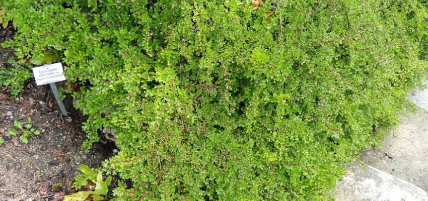 COTONEASTER adpressus - Cotoneaster rampant