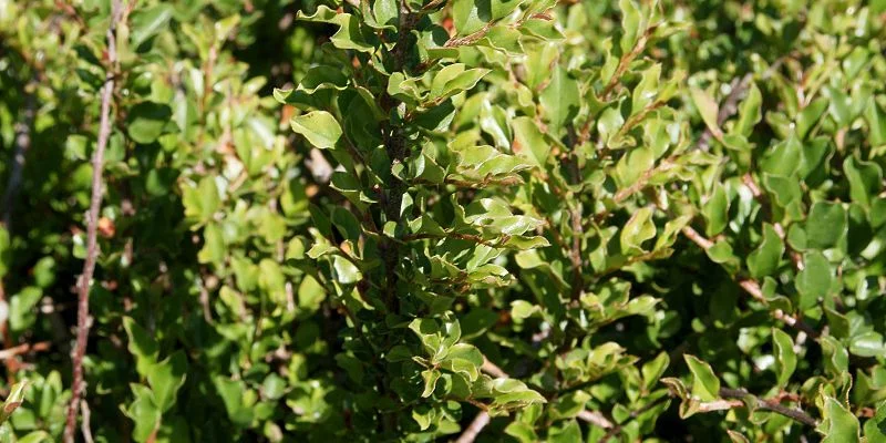 COTONEASTER adpressus - Cotoneaster rampant