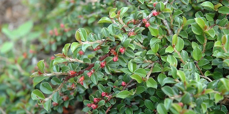 COTONEASTER adpressus - Cotoneaster rampant