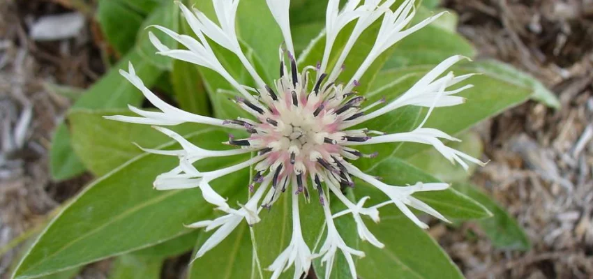 CENTAUREA montana 'Alba' - Bleuet