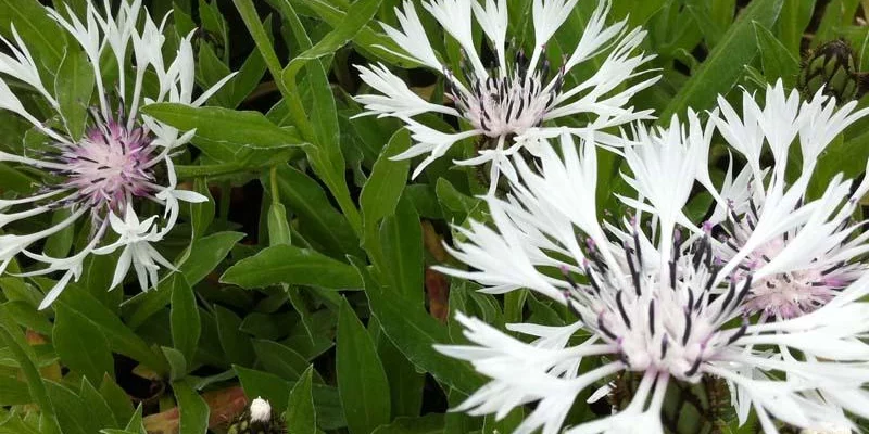 CENTAUREA montana 'Alba' - Bleuet