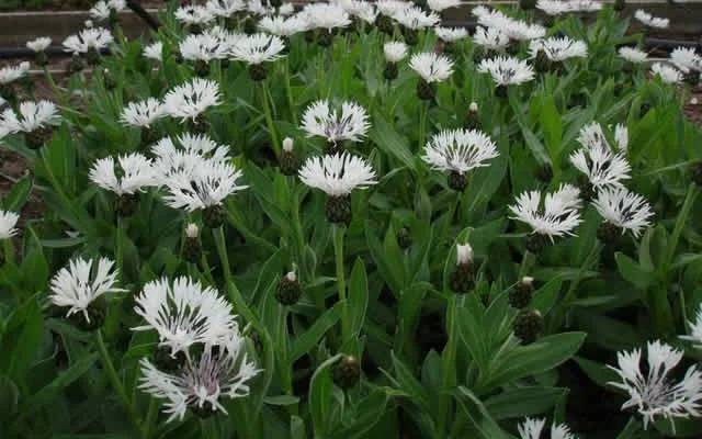 CENTAUREA montana 'Alba' - Bleuet