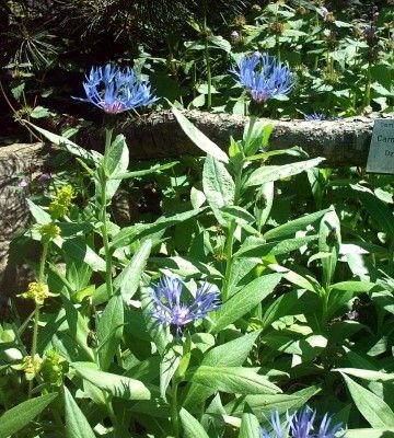 CENTAUREA montana 'Coerulea' - Bleuet