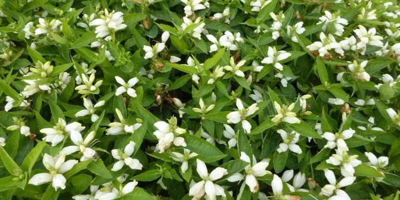 CHELONE obliqua 'Alba' - Galane blanche