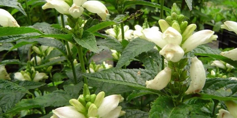 CHELONE obliqua 'Alba' - Galane blanche