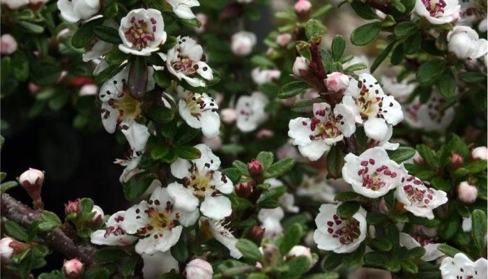 COTONEASTER conspicuus 'Decorus' - Cotoneastre 'Decorus'