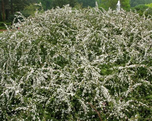 COTONEASTER conspicuus 'Decorus' - Cotoneastre 'Decorus'