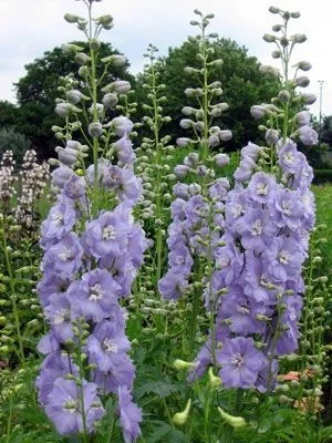 DELPHINIUM x pacific 'Camelliard' - Pied d'alouette 'Cameliard'