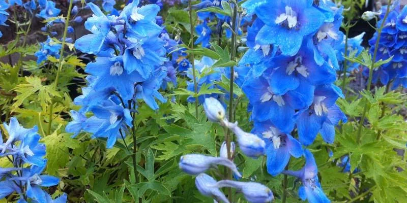 DELPHINIUM x pacific 'Summer Skies' - Pied d'alouette 'Summer Skies'