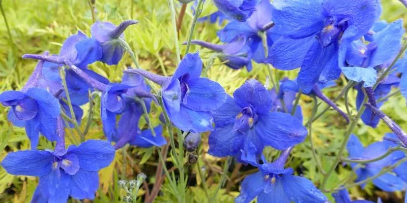 DELPHINIUM grandiflorum 'Blauer Zwerg' - Pied d'Alouette