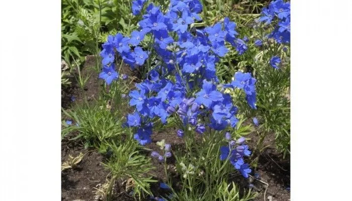 DELPHINIUM grandiflorum 'Blauer Zwerg' - Pied d'Alouette