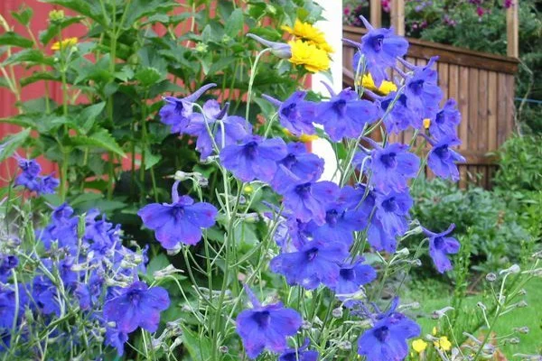 DELPHINIUM grandiflorum 'Blauer Zwerg' - Pied d'Alouette