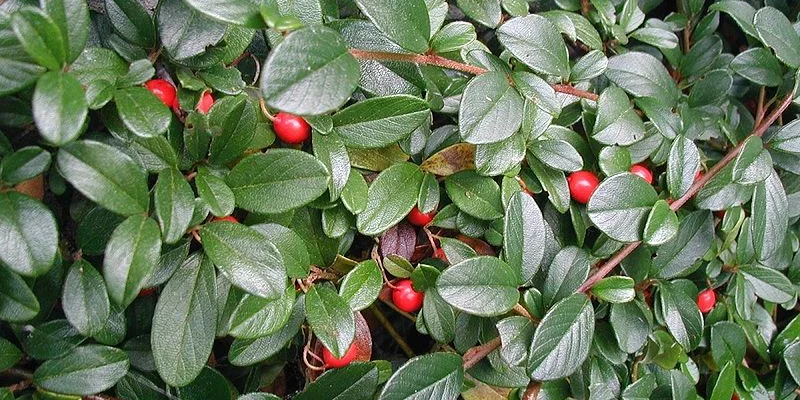 COTONEASTER dammeri - Cotonéaster couvre sol