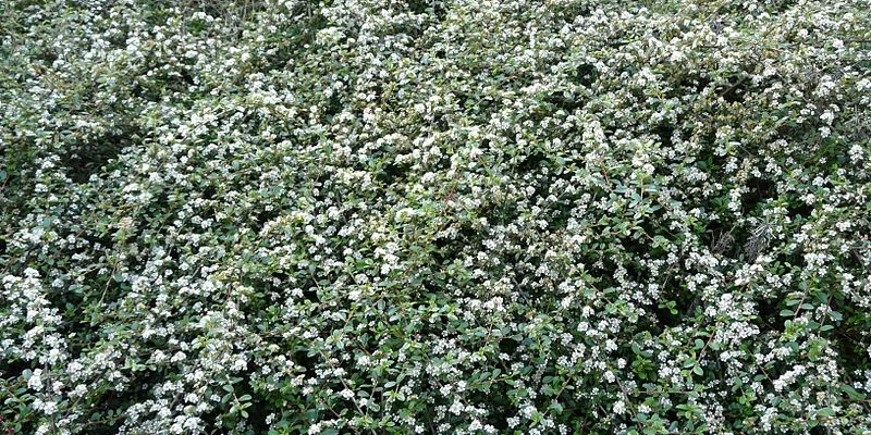 COTONEASTER dammeri - Cotonéaster couvre sol