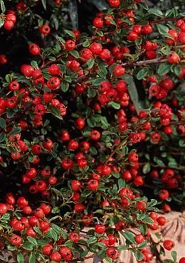 COTONEASTER dammeri 'Major' - Cotonéaster couvre sol