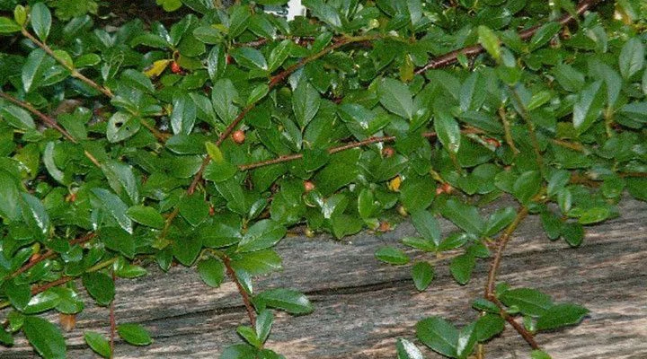 COTONEASTER dammeri 'Major' - Cotonéaster couvre sol