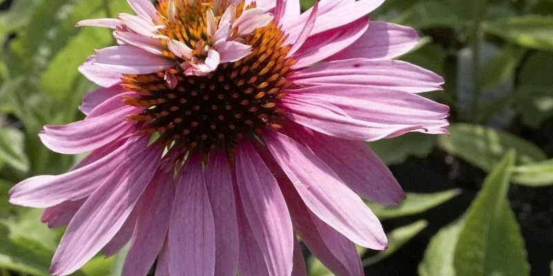 ECHINACEA purpurea 'Double Decker'