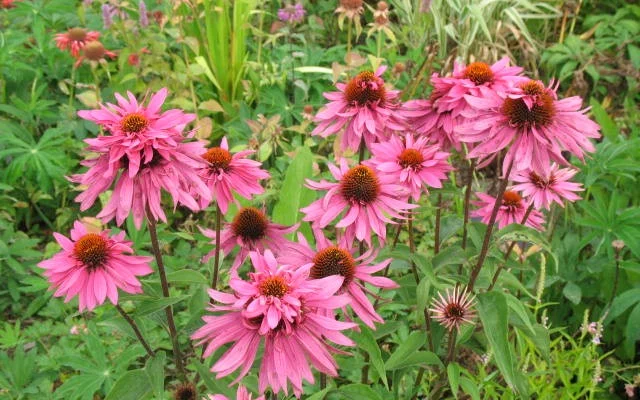 ECHINACEA purpurea 'Double Decker'