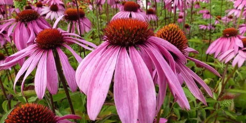 ECHINACEA purpurea 'Leuchtstern'