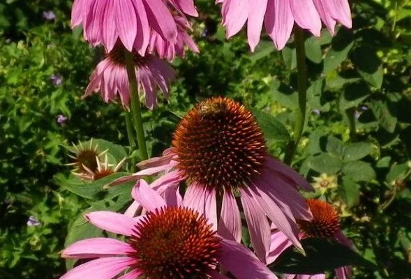 ECHINACEA purpurea 'Leuchtstern'