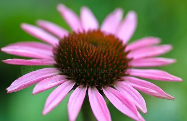 ECHINACEA purpurea 'Leuchtstern'