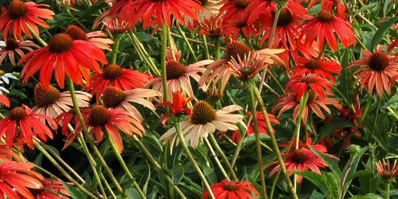 ECHINACEA purpurea 'Tomato Soup' ®