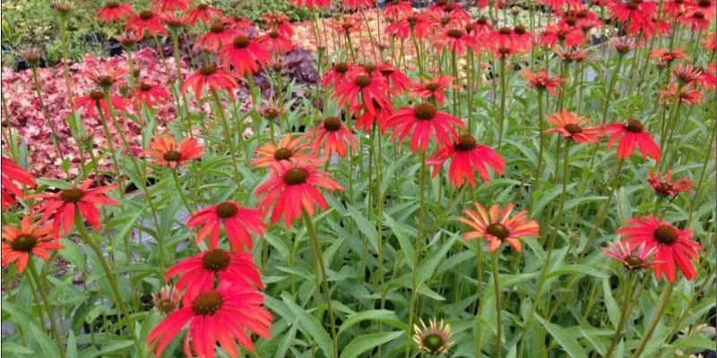 ECHINACEA purpurea 'Tomato Soup' ®