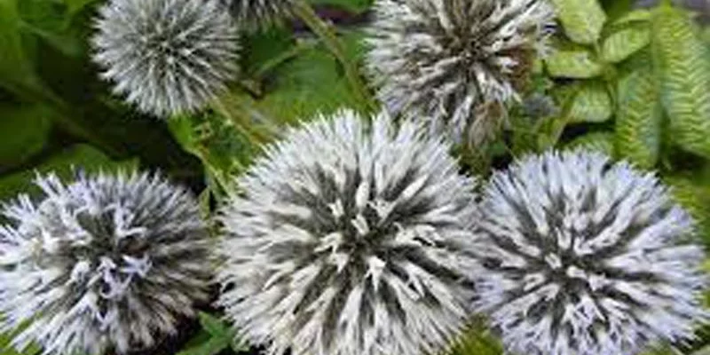 ECHINOPS Sphaerocephalus 'Arctic Glow'