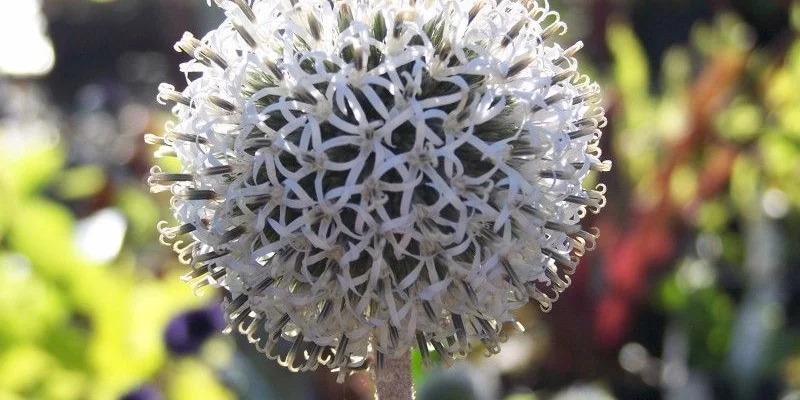 ECHINOPS Sphaerocephalus 'Arctic Glow'