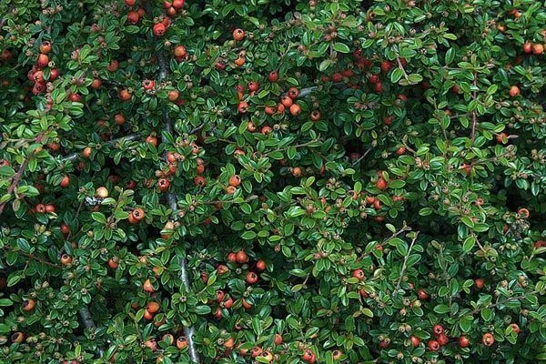 COTONEASTER dammeri 'Evergreen' - Cotonéaster couvre sol