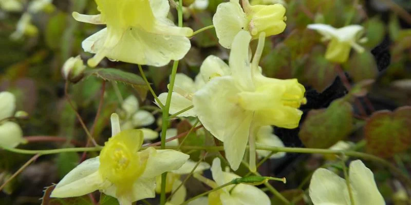 EPIMEDIUM pinnatum Colchicum - Fleur des Elfes