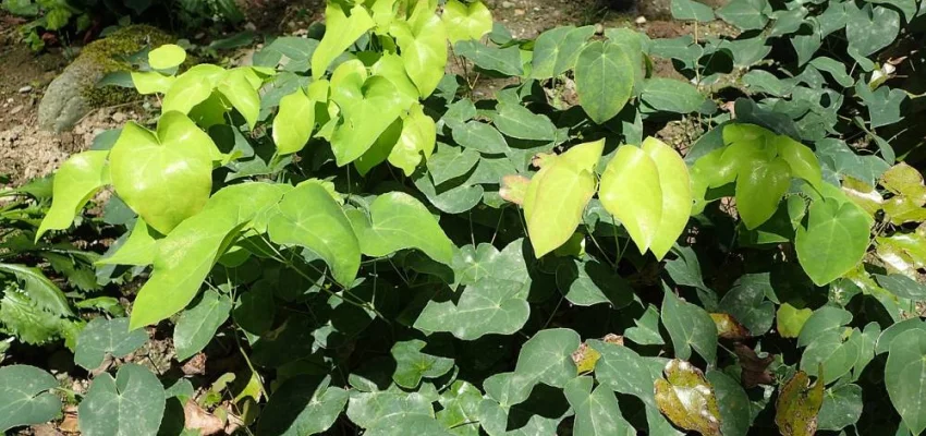 EPIMEDIUM pinnatum Colchicum - Fleur des Elfes