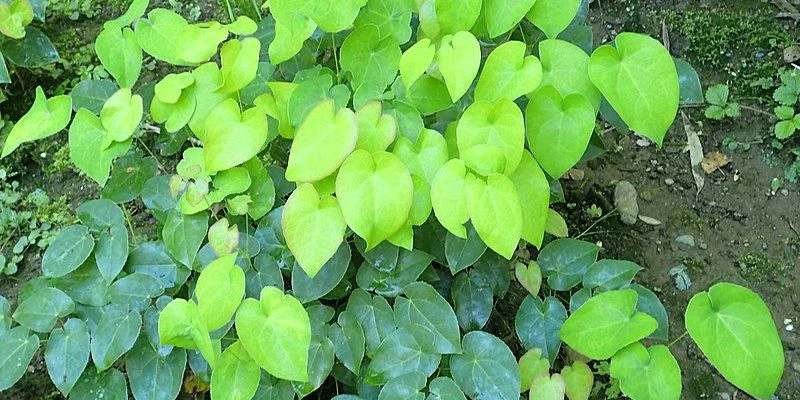 EPIMEDIUM pinnatum Colchicum - Fleur des Elfes