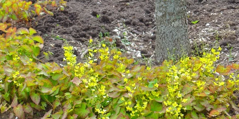 EPIMEDIUM pinnatum Colchicum - Fleur des Elfes