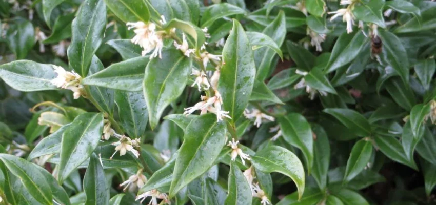 SARCOCOCCA confusa - Arbuste nain feuilles persistantes