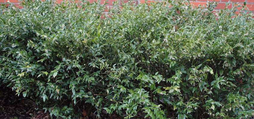 SARCOCOCCA confusa - Arbuste nain feuilles persistantes