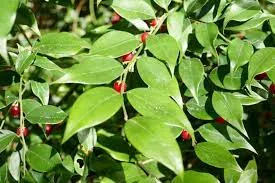 SARCOCOCCA ruscifolia - Sarcocoque à feuilles de Ruscus