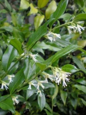 SARCOCOCCA ruscifolia - Sarcocoque à feuilles de Ruscus