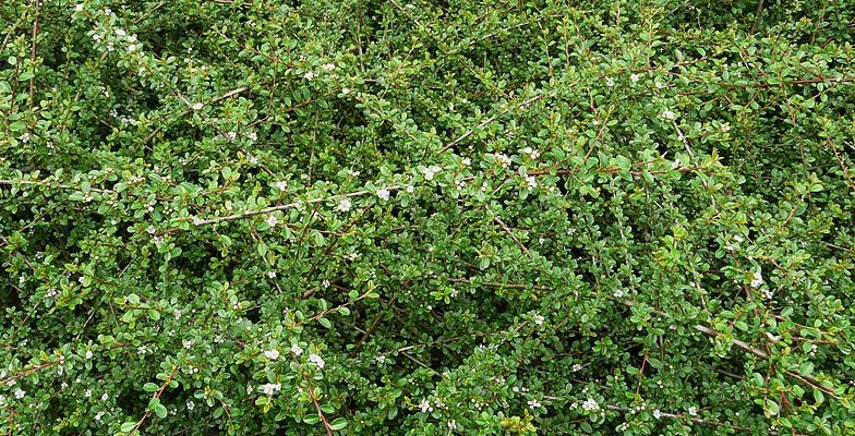 COTONEASTER dammeri 'Coral Beauty'