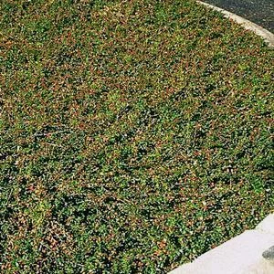 COTONEASTER dammeri 'Coral Beauty'