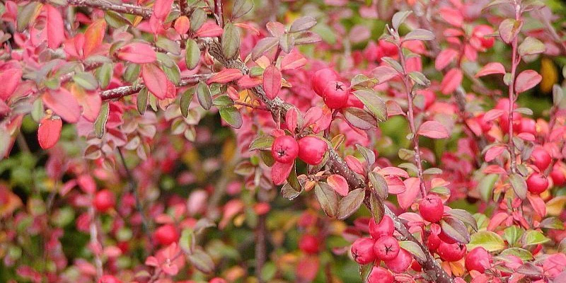 COTONEASTER dammeri 'Coral Beauty'