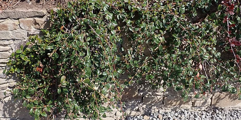 COTONEASTER dammeri 'Coral Beauty'