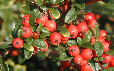 COTONEASTER dammeri 'Coral Beauty'