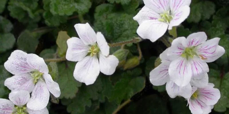 ERODIUM reichardii 'Album' - Bec de Cigogne