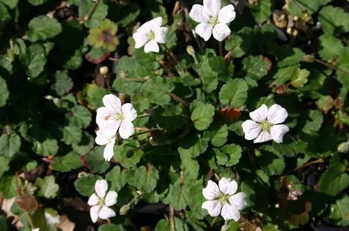 ERODIUM reichardii 'Album' - Bec de Cigogne