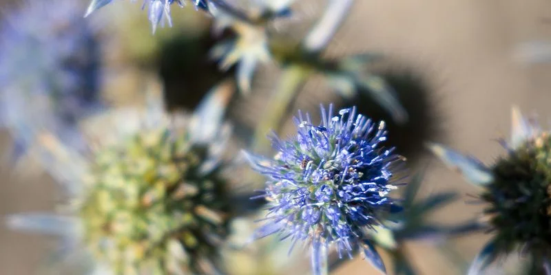 ERYNGIUM alpinum 'Blue Star' - Panicaut