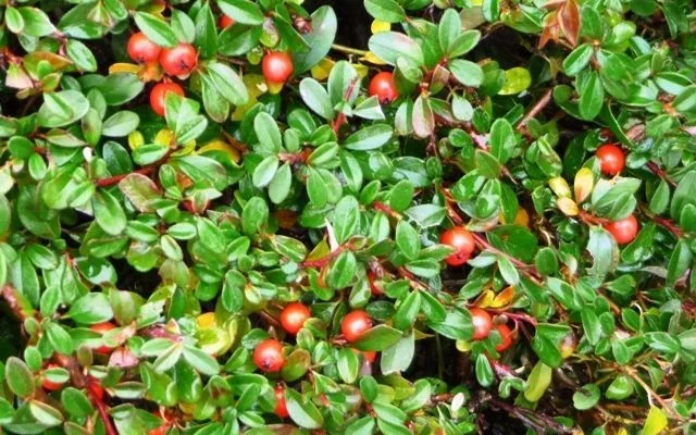 COTONEASTER suecicus 'Skogholm' - Cotonéaster 'Skogholm'