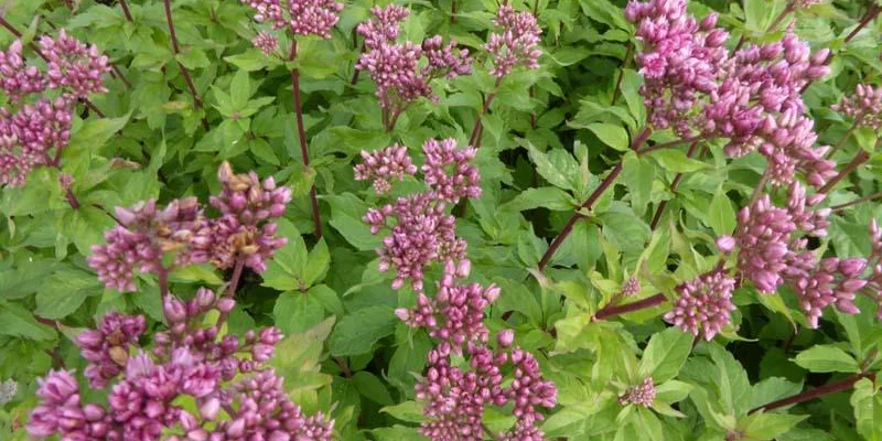 EUPATORIUM cannabinum 'Plenum' - Eupatoire