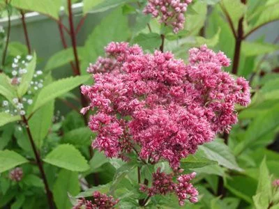 EUPATORIUM cannabinum 'Plenum' - Eupatoire