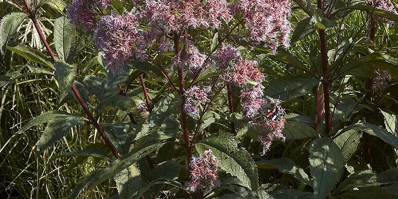 EUPATORIUM maculatum 'Glutball' - Eupatoire